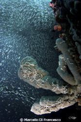 Tourbillon !!! Sardine in pescador Island (Moalboal) by Marcello Di Francesco 